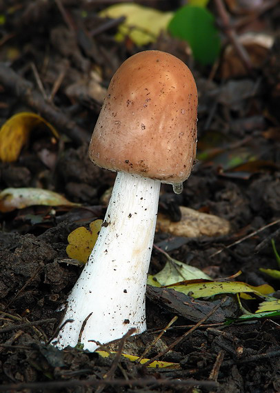 bedľa Macrolepiota sp.