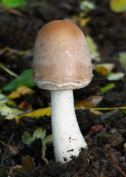 bedľa Macrolepiota sp.