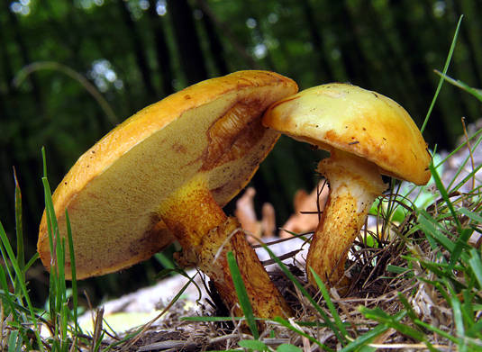 masliak smrekovcový Suillus grevillei (Klotzsch) Singer