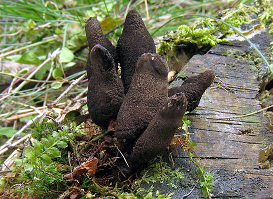 drevnatec kyjakovitý Xylaria polymorpha (Pers.) Grev.