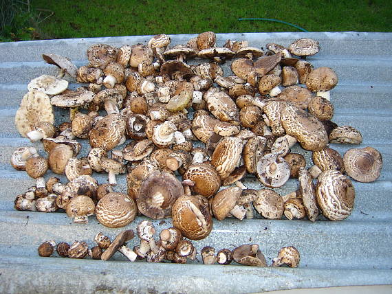 pečiarka lesná Agaricus sylvaticus Schaeff.