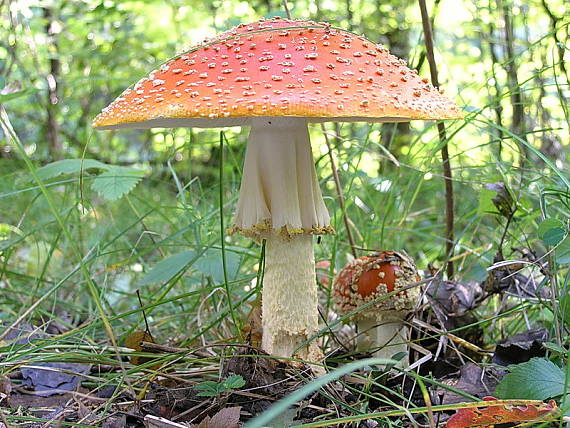 muchotrávka červená Amanita muscaria (L.) Lam.