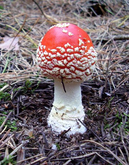 muchotrávka červená Amanita muscaria (L.) Lam.