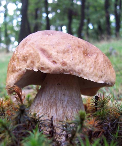 hríb smrekový Boletus edulis Bull.