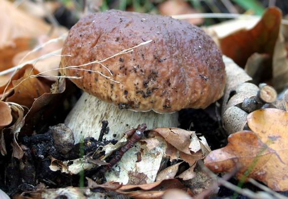 hríb smrekový Boletus edulis Bull.