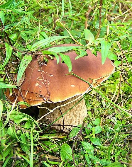 hríb smrekový Boletus edulis Bull.