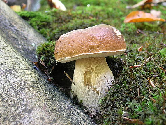 hríb smrekový Boletus edulis Bull.