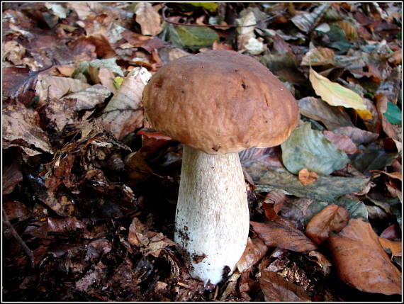 hríb smrekový Boletus edulis Bull.