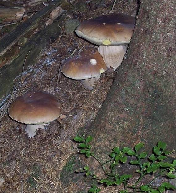 hríb smrekový Boletus edulis Bull.