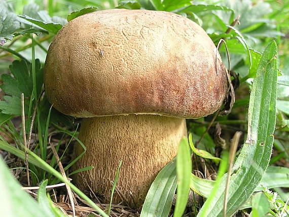 hríb dubový Boletus reticulatus Schaeff.