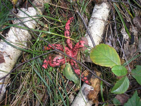 mrežovka kvetovitá Clathrus archeri (Berk.) Dring