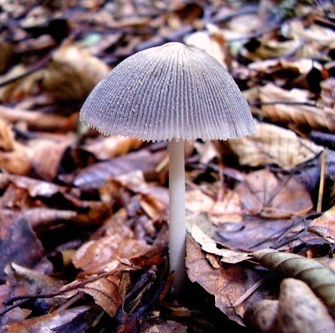 hnojník lúčový Coprinellus radians (Desm.) Vilgalys, Hopple & Jacq. Johnson