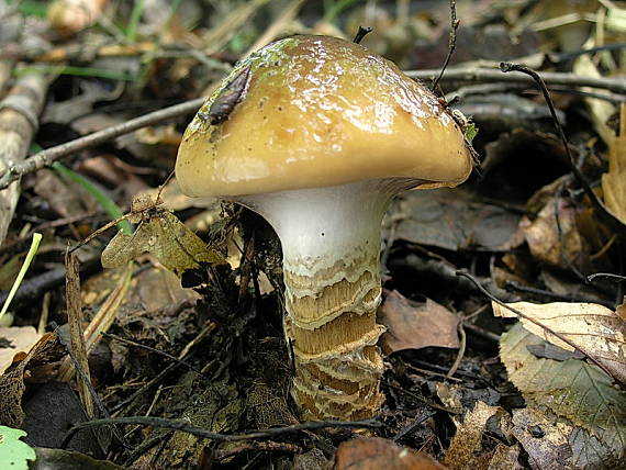 pavučinovec mazľavý Cortinarius trivialis J.E. Lange