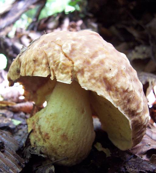 hríb jamkatý Hemileccinum depilatum (Redeuilh) Šutara