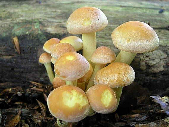 strapcovka tehlovočervená Hypholoma lateritium (Schaeff.) P. Kumm.