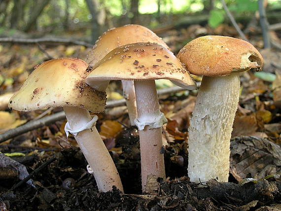 kozák osikový + Muchotrávka červenkastá Leccinum albostipitatum + Amanita rubescenc