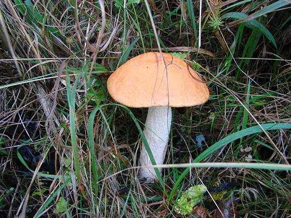 kozák osikový Leccinum albostipitatum den Bakker & Noordel.