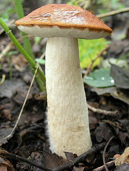 kozák osikový Leccinum albostipitatum den Bakker & Noordel.