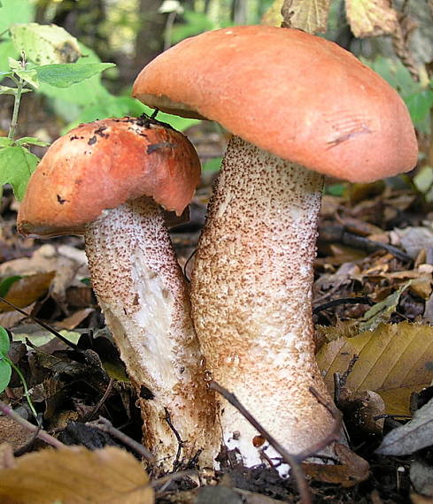 kozák dubový Leccinum aurantiacum (Bull.) Gray