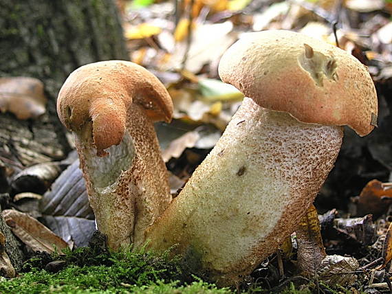 kozák dubový Leccinum aurantiacum (Bull.) Gray