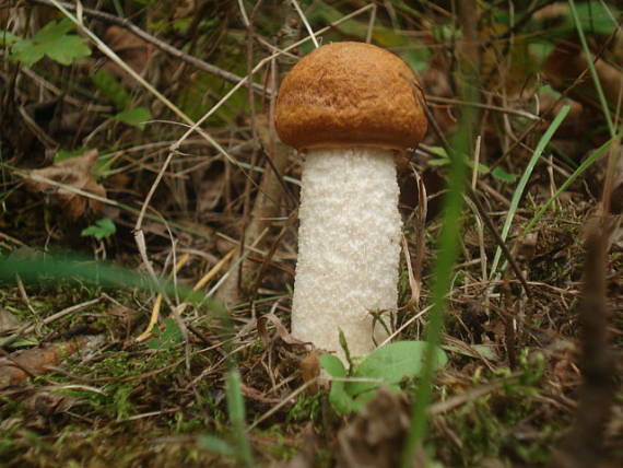 kozák Leccinum sp.