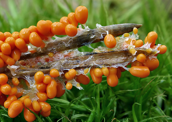 leskloplodka krehká Leocarpus fragilis (Dicks.) Rostaf.