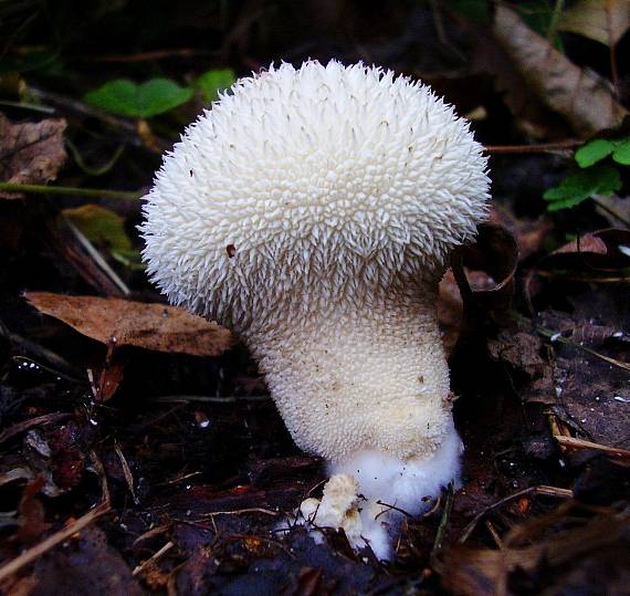 prášnica pichliačová Lycoperdon echinatum Pers.