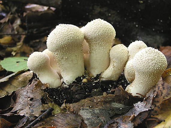 prášnica bradavičnatá Lycoperdon perlatum Pers.