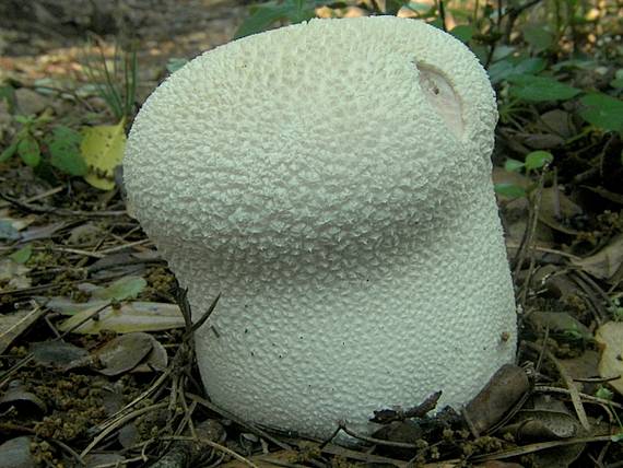 rozpadavec dlabaný Lycoperdon utriforme Bull.