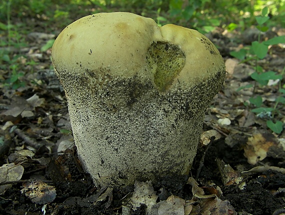 rozpadavec dlabaný Lycoperdon utriforme Bull.