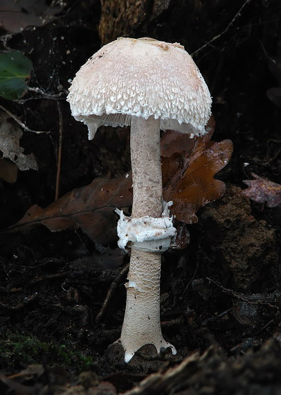 bedľa Macrolepiota sp.