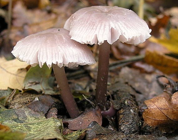 prilbička reďkovková Mycena pura (Pers.) P. Kumm.