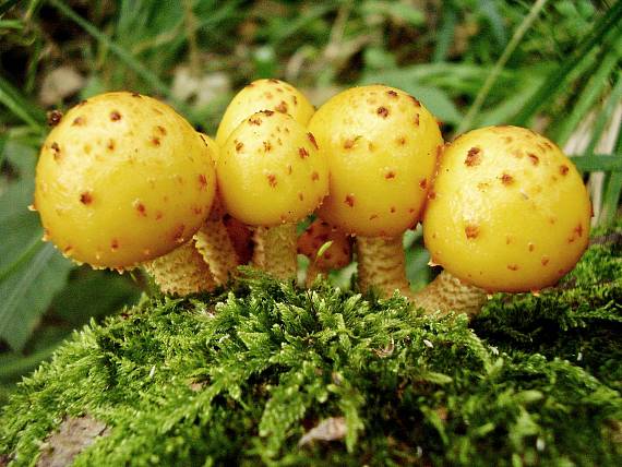 šupinovka slizká Pholiota adiposa (Batsch) P. Kumm.