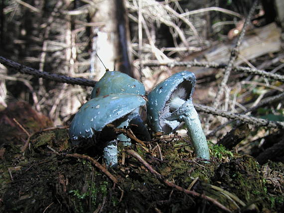 golierovka modrá Stropharia caerulea Kreisel