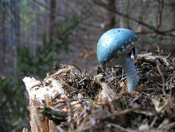 golierovka modrá Stropharia caerulea Kreisel