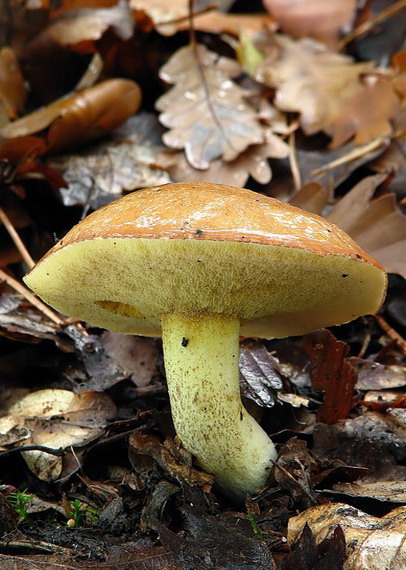 masliak zrnitý Suillus granulatus (L.) Roussel