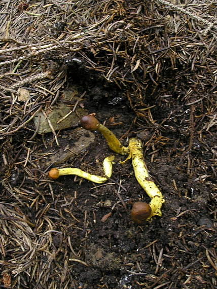 žezlovka hlavičkatá Tolypocladium capitatum (Holmsk.) Quandt, Kepler & Spatafora