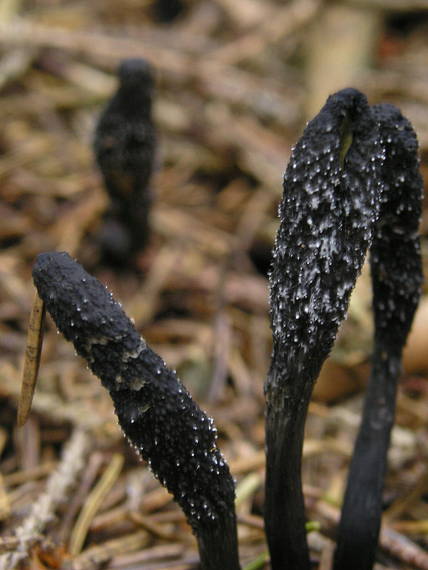 žezlovka srnková Tolypocladium ophioglossoides (J.F. Gmel.) Quandt, Kepler & Spatafora