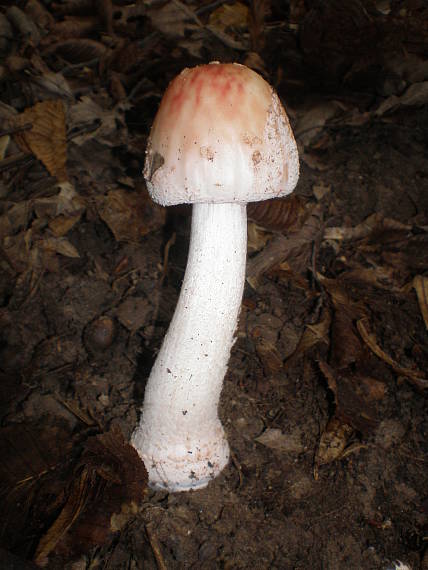 muchotrávka červenkastá Amanita rubescens Pers.