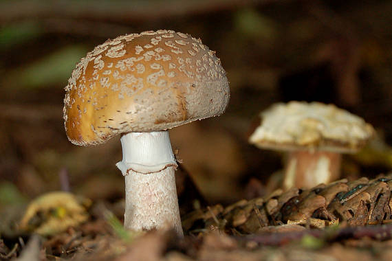 muchotrávka červenkastá Amanita rubescens Pers.