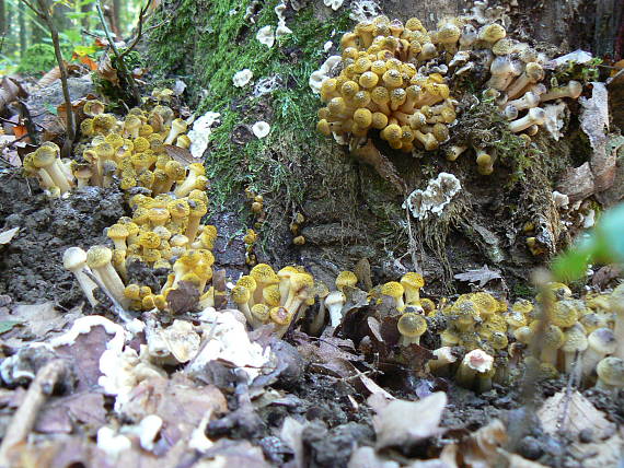 podpňovky žlté Armillaria gallica Marxm. & Romagn.