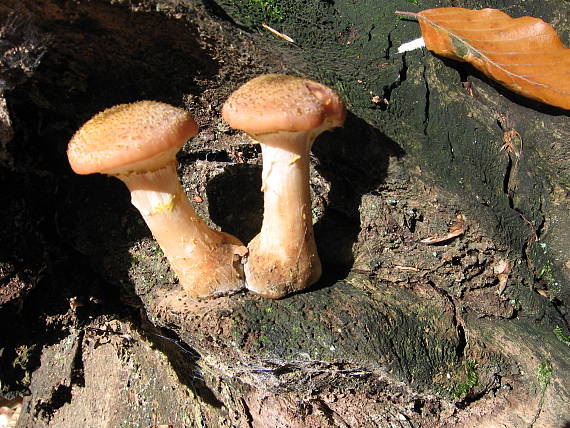 podpňovka obyčajná Armillaria mellea (Vahl) P. Kumm.