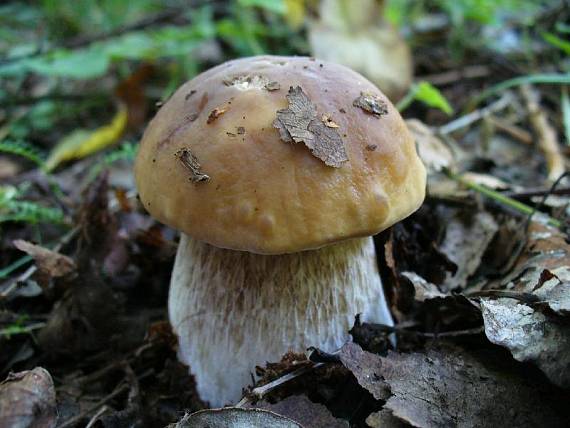 hríb smrekový Boletus edulis Bull.