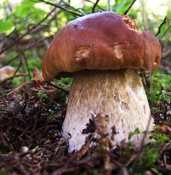 hríb smrekový Boletus edulis Bull.