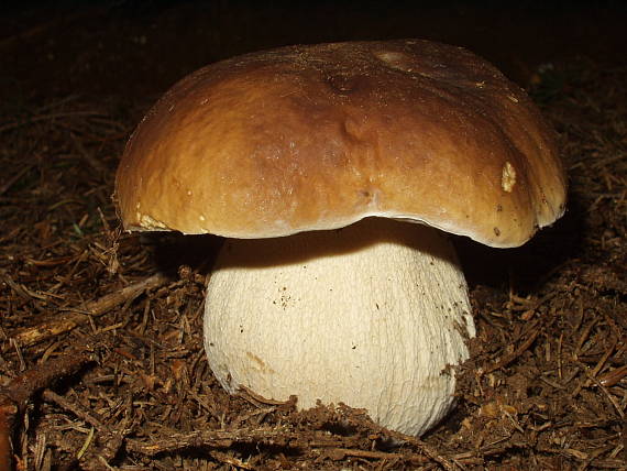 hríb smrekový Boletus edulis Bull.