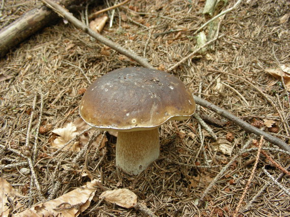 hríb smrekový Boletus edulis Bull.