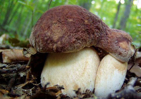 hríb sosnový Boletus pinophilus Pil. et Dermek in Pil.