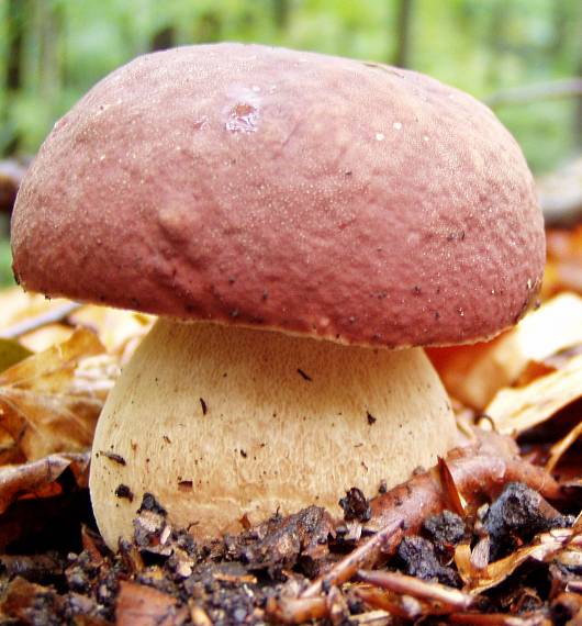 hríb sosnový Boletus pinophilus Pil. et Dermek in Pil.