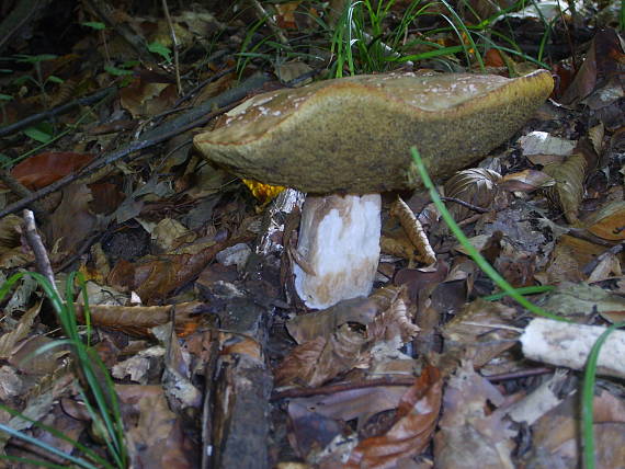 hríb Boletus sp.