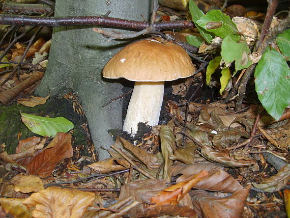 hríb Boletus sp.